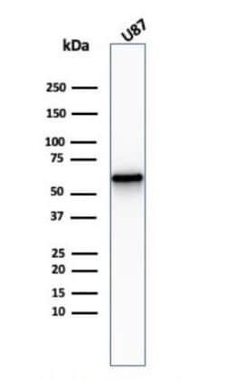NGFR/TNFRSF16/p75NTR Antibody (NGFR/2550R) - Azide and BSA Free, Novus Biologicals 100 &mu;g | Buy Online | Novus Biologicals | Fisher Scientific